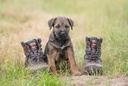 125013 Baak Balu DogWalker Stiefel